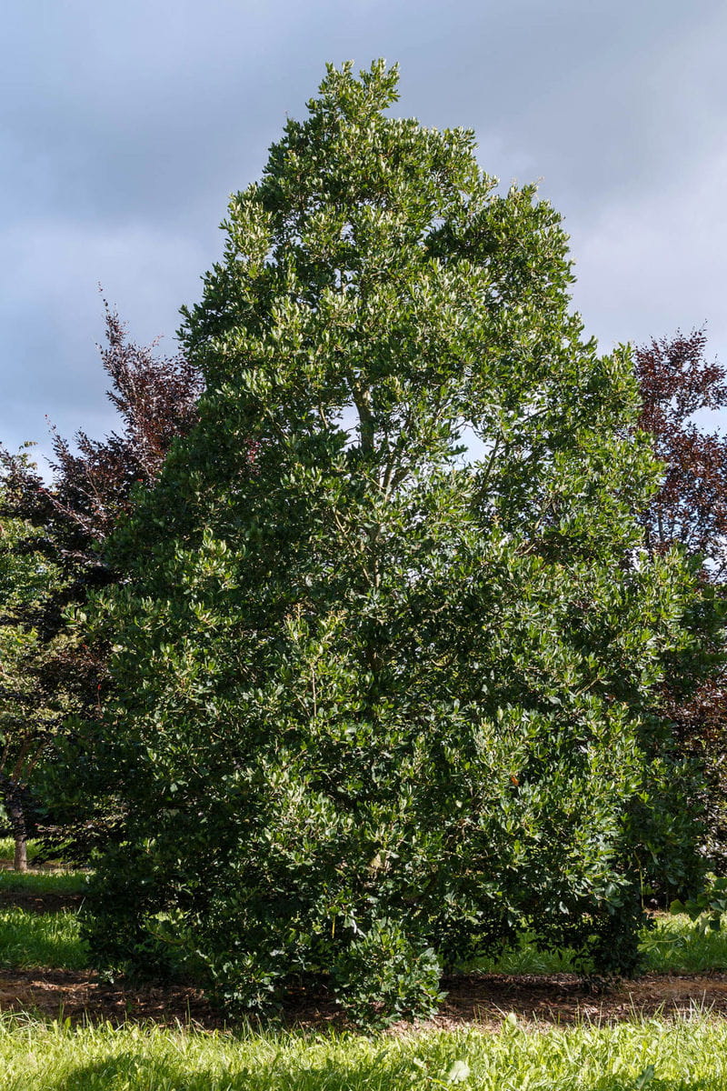 Immergrüne Eiche • Quercus turneri 'Pseudoturneri' Ansicht 2