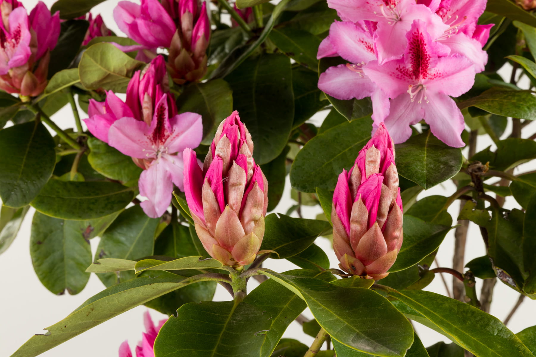 Rhododendron 'Furnivalls Daughter' • Rhododendron Hybride 'Furnivalls Daughter' Ansicht 4