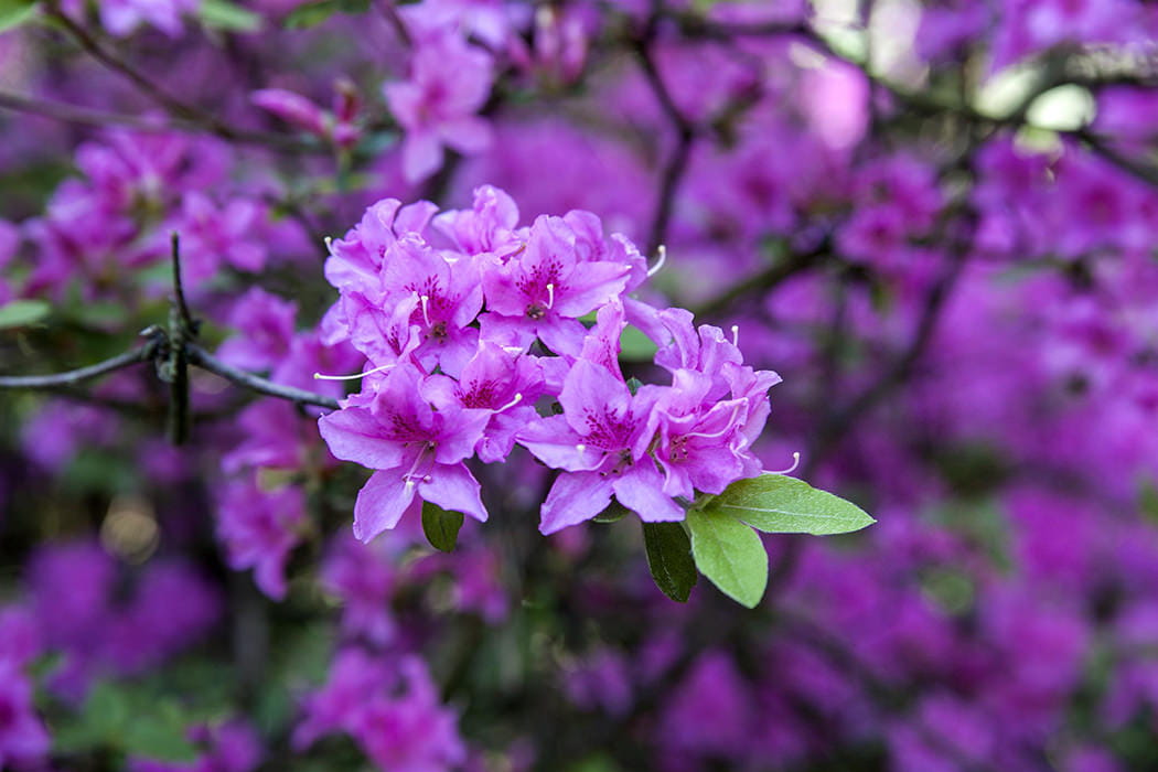 Rhododendron 'Praecox' • Rhododendron 'Praecox'
