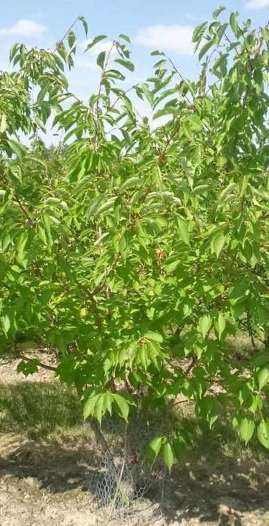 Weiße Zierkirsche 'Taihaku' • Prunus serrulata 'Taihaku' Ansicht 5