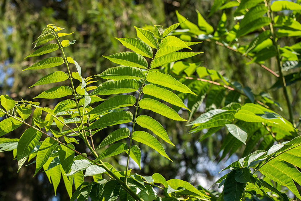 Chinesischer Surenbaum / Gemüsebaum • Toona sinensis Ansicht 1
