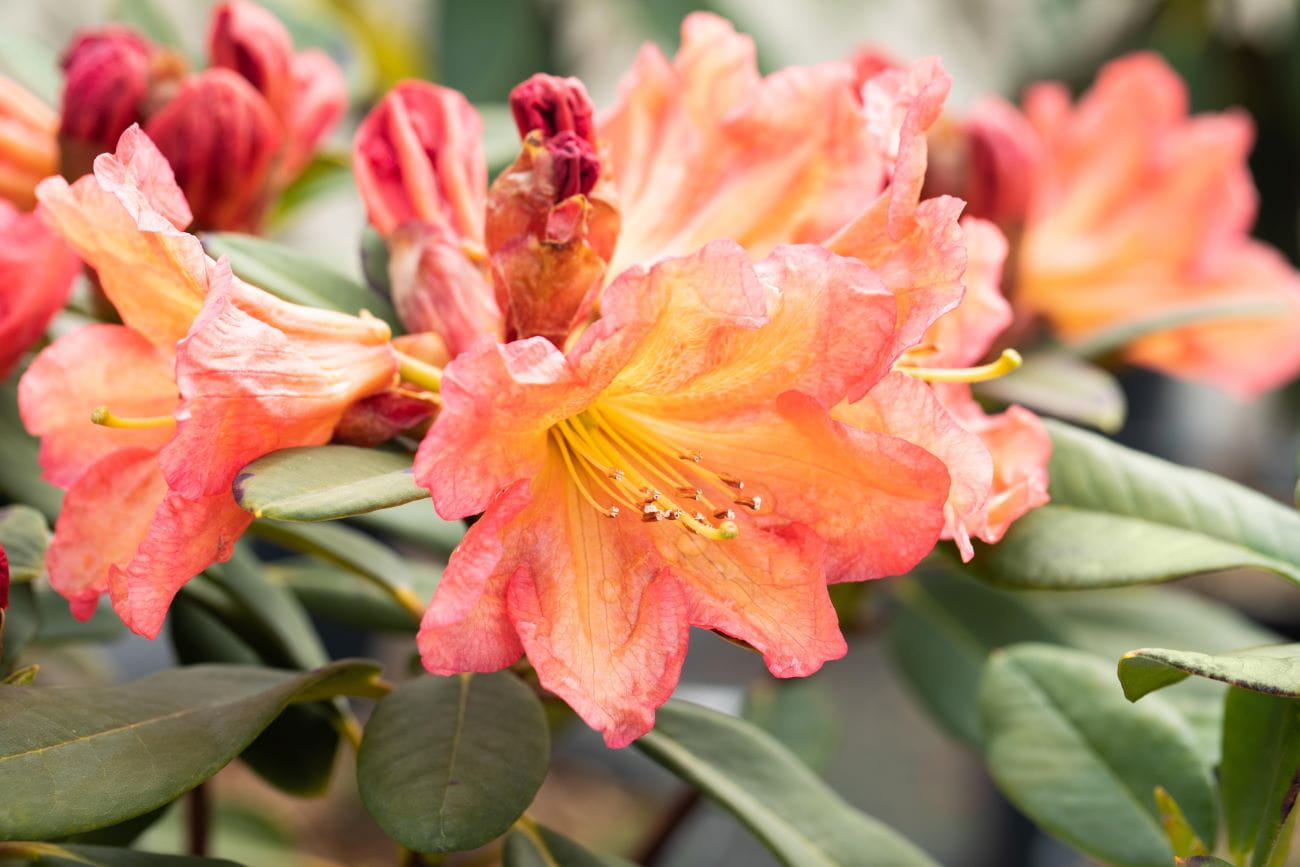 Rhododendron 'Macarena' • Rhododendron Hybride 'Macarena'