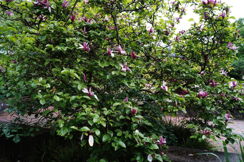Purpurmagnolie 'Ricki' • Magnolia liliiflora 'Ricki' Ansicht 2