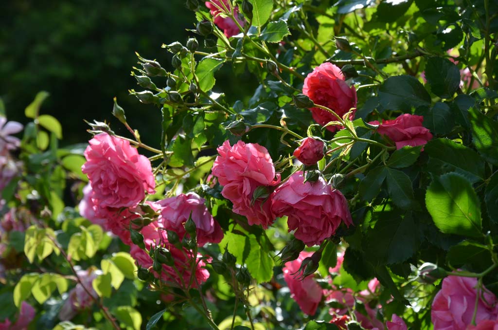 Kletterrose 'Roserium Uetersen'® • Rosa 'Rosarium Uetersen'® Ansicht 2