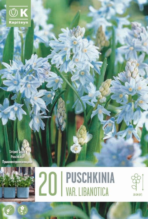Blumenzwiebel - Puschkinia scilloides var.libanotica 20er Packung
