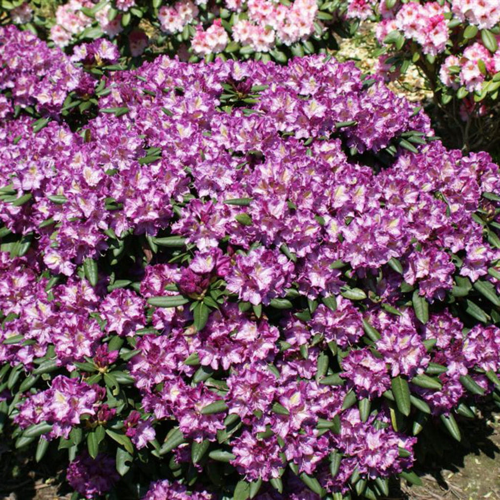 Rhododendron 'Gunter Dinger' • Rhododendron Hybride 'Gunter Dinger' Ansicht 2