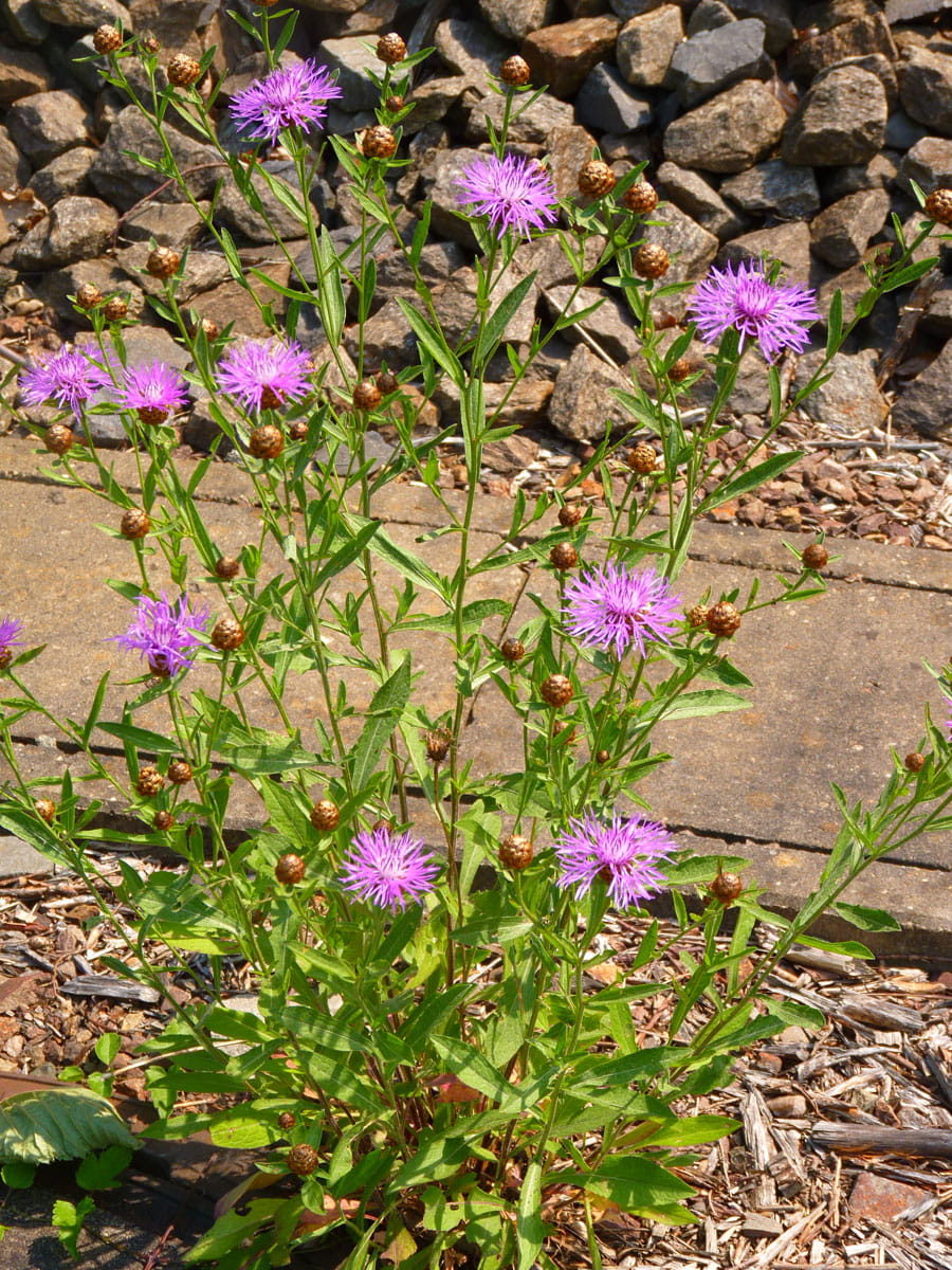 Skabiosen Flockenblume kaufen
