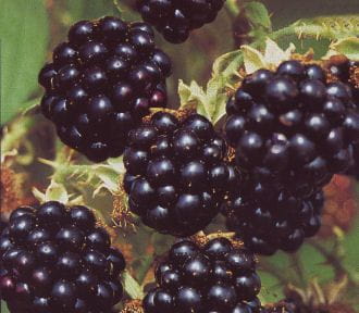 Brombeere 'Black Satin' • Rubus fruticosus 'Black Satin'