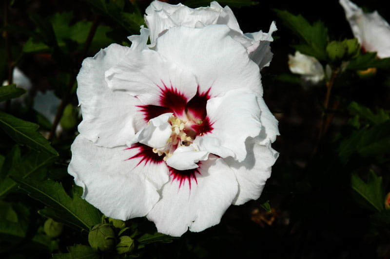 Kategorie <b>Blütensträucher und Ziergehölze </b> - Garteneibisch Speciosus • Hibiscus Speciosus