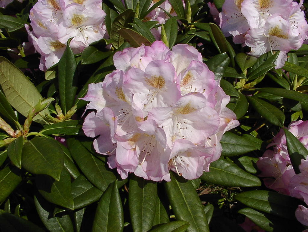 Rhododendron 'Brigitte' • Rhododendron Hybride 'Brigitte'