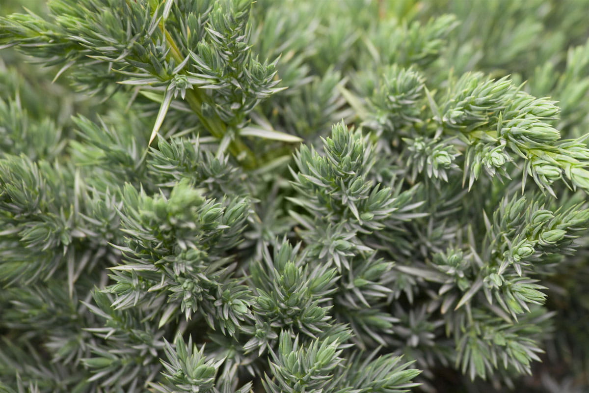 Blauzeder-Wacholder 'Meyeri' • Juniperus squamata 'Meyeri' Ansicht 1