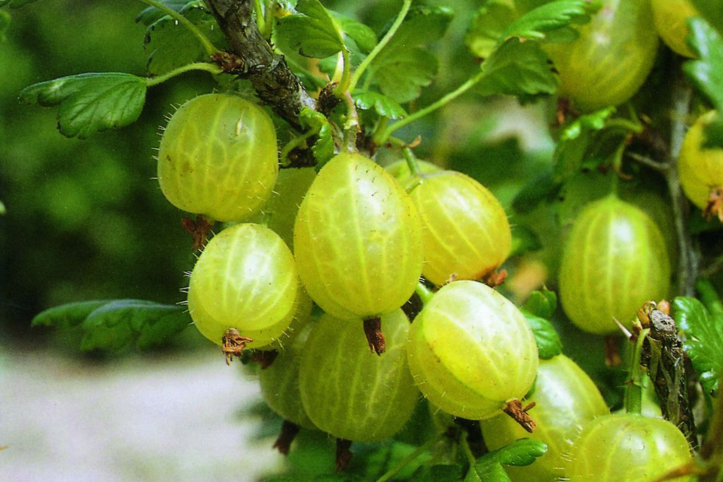 Stachelbeere 'Resistenta' • Ribes uva-crispa 'Resistenta'