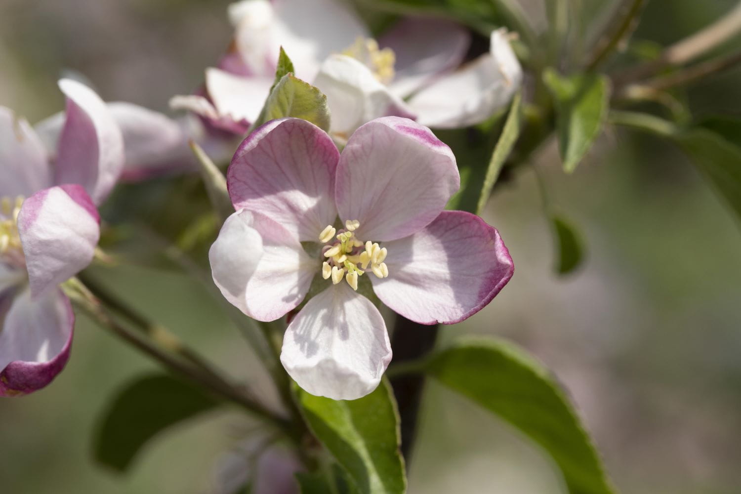 Apfel 'Ingrid Marie' • Malus 'Ingrid Marie' Ansicht 5