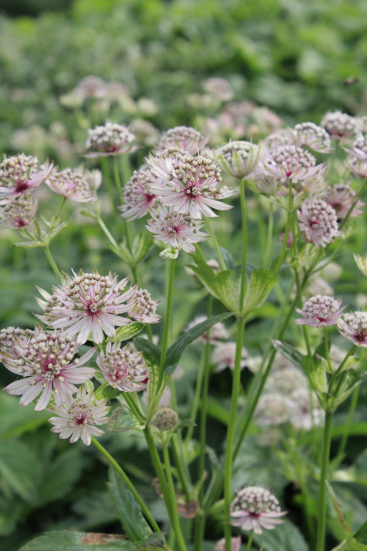 Große Sterndolde • Astrantia major