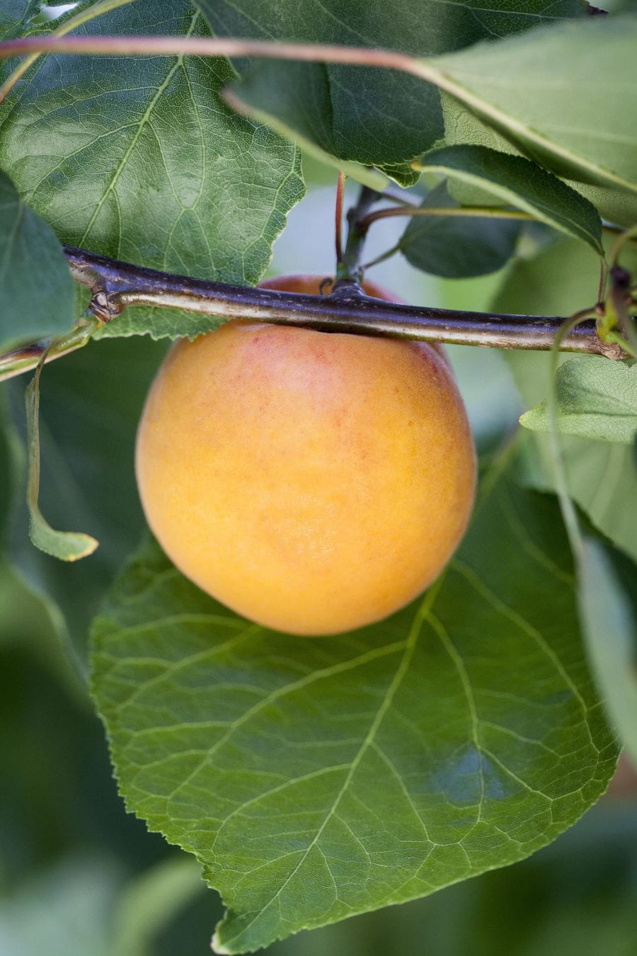 Aprikose 'Goldrich' • Prunus armeniaca 'Goldrich' Ansicht 1