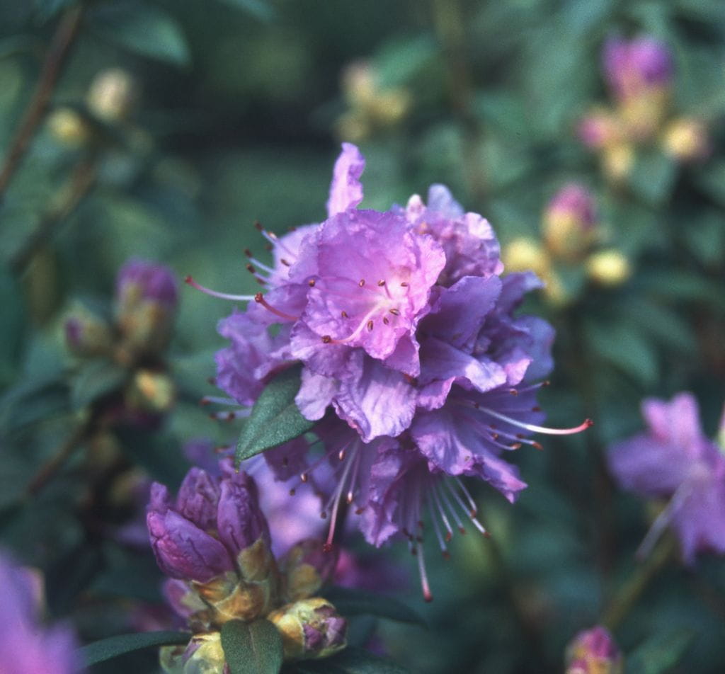 Rhododendron 'Blaumeise' • Rhododendron impeditum 'Blaumeise' Ansicht 1