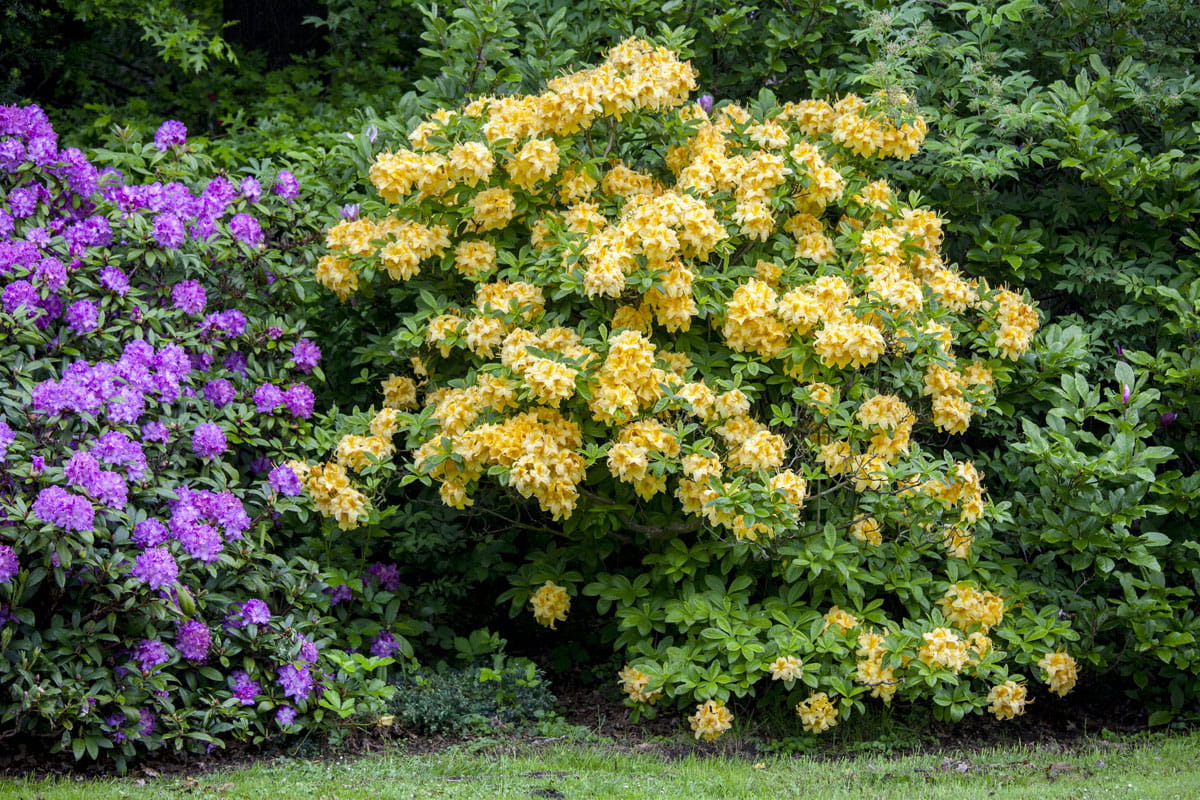 Sommergrüne Azalee 'Goldpracht' • Rhododendron luteum 'Goldpracht' Ansicht 1
