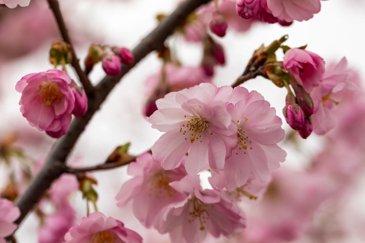 Frühe Zierkirsche 'Accolade' • Prunus subhirtella 'Accolade'