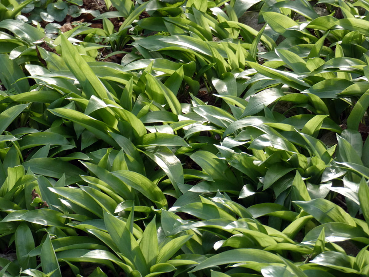 Bärlauch • Allium ursinum Ansicht 4