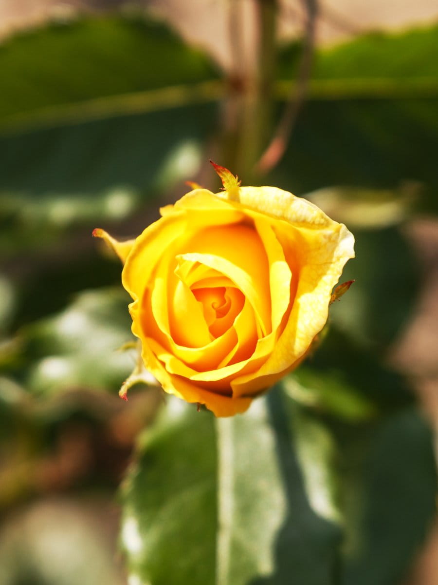 Beetrose 'Friesia'® • Rosa 'Friesia'® Ansicht 3