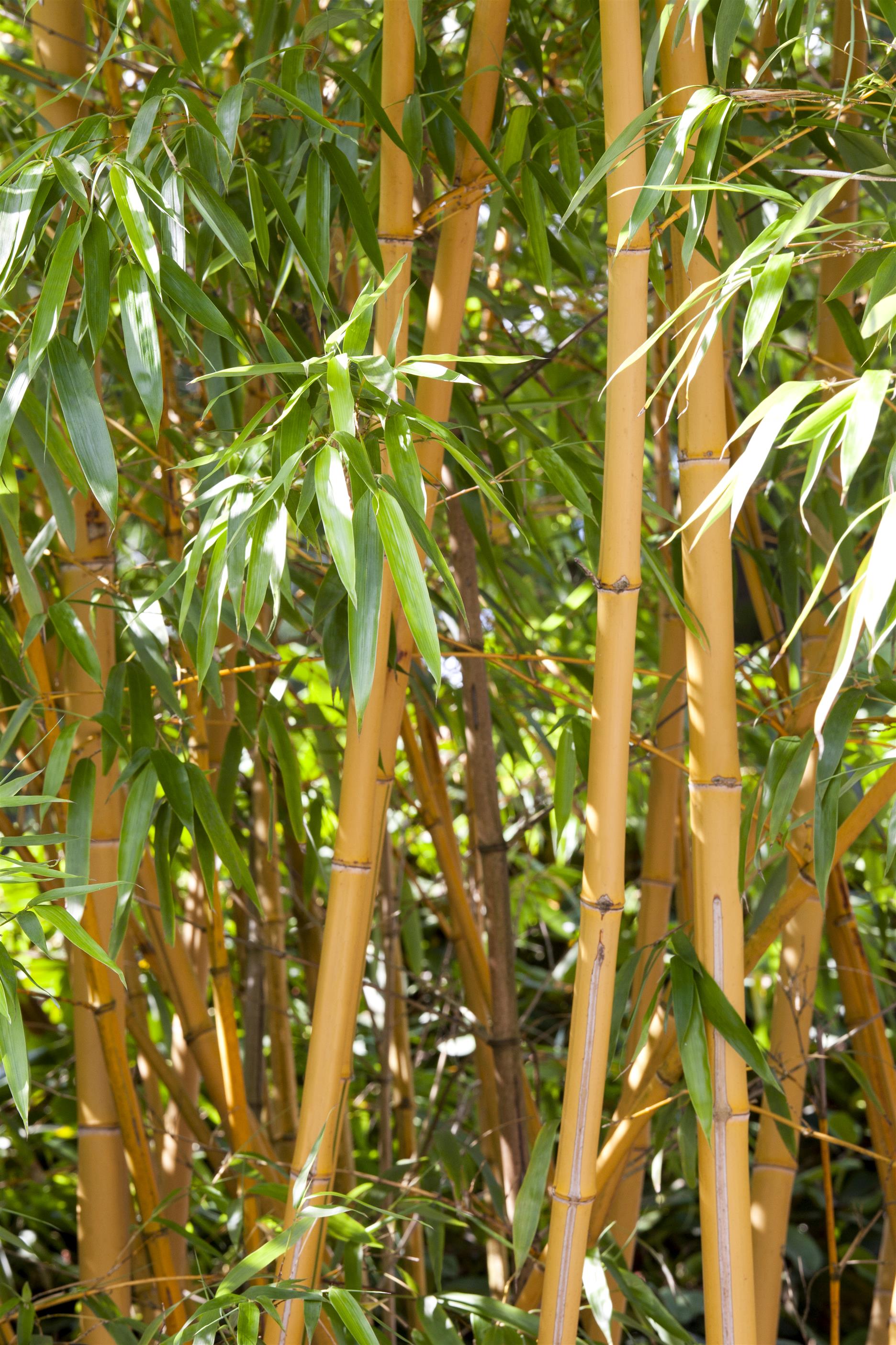 Gelber Bambus • Phyllostachys aurea