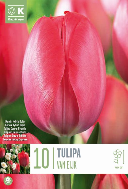 Blumenzwiebel - Tulipa 'Van Eijk' 10er Packung