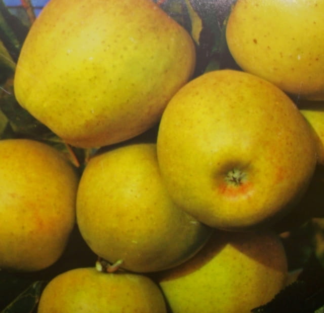Apfel 'Golden Delicious' • Malus 'Golden Delicious' Ansicht 7