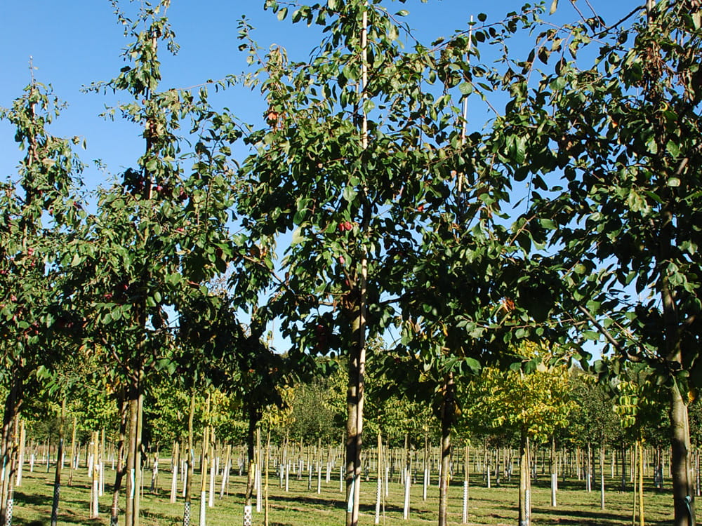 Pflaume 'Königin Viktoria' • Prunus domestica 'Königin Viktoria' Ansicht 2