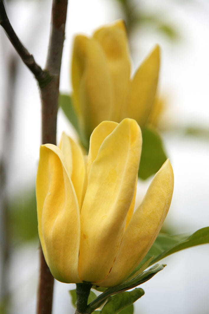 Magnolie 'Yellow Bird' • Magnolia brooklynensis 'Yellow Bird' Ansicht 2