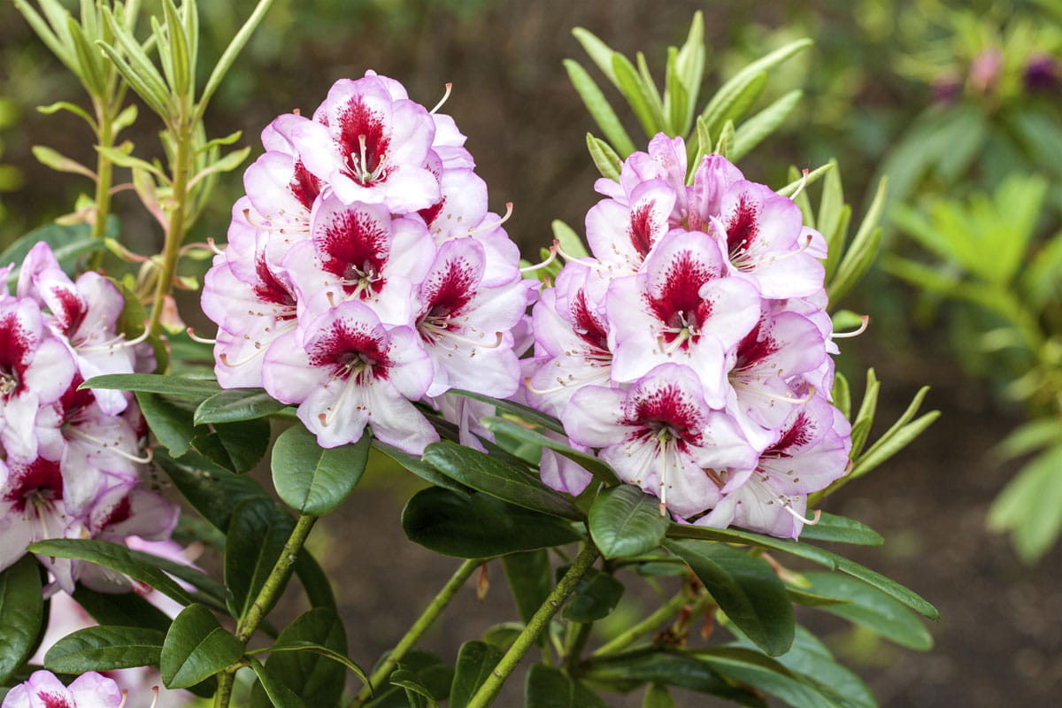 Rhododendron 'Cassata' • Rhododendron Hybride 'Cassata'