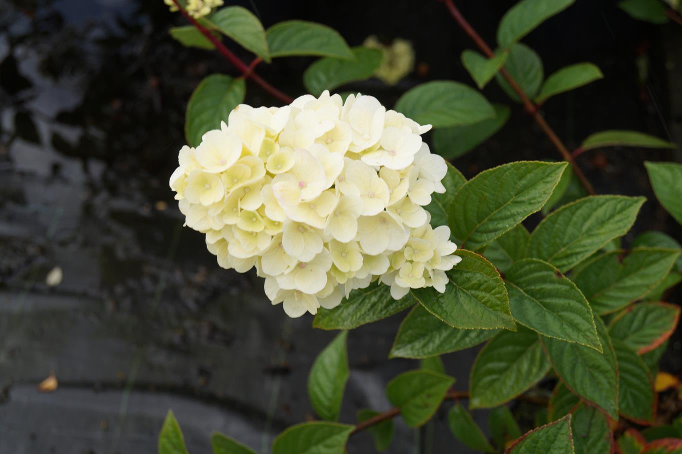 Rispenhortensie 'Vanille Fraise' • Hydrangea paniculata 'Vanille Fraise' Containerware 80-100 cm hoch, Solitärpflanze Ansicht 3