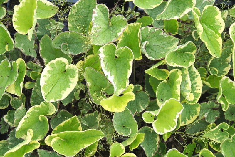 Kaukasusvergissmeinnicht 'Hadspen Cream' • Brunnera macrophylla 'Hadspen Cream' Ansicht 7