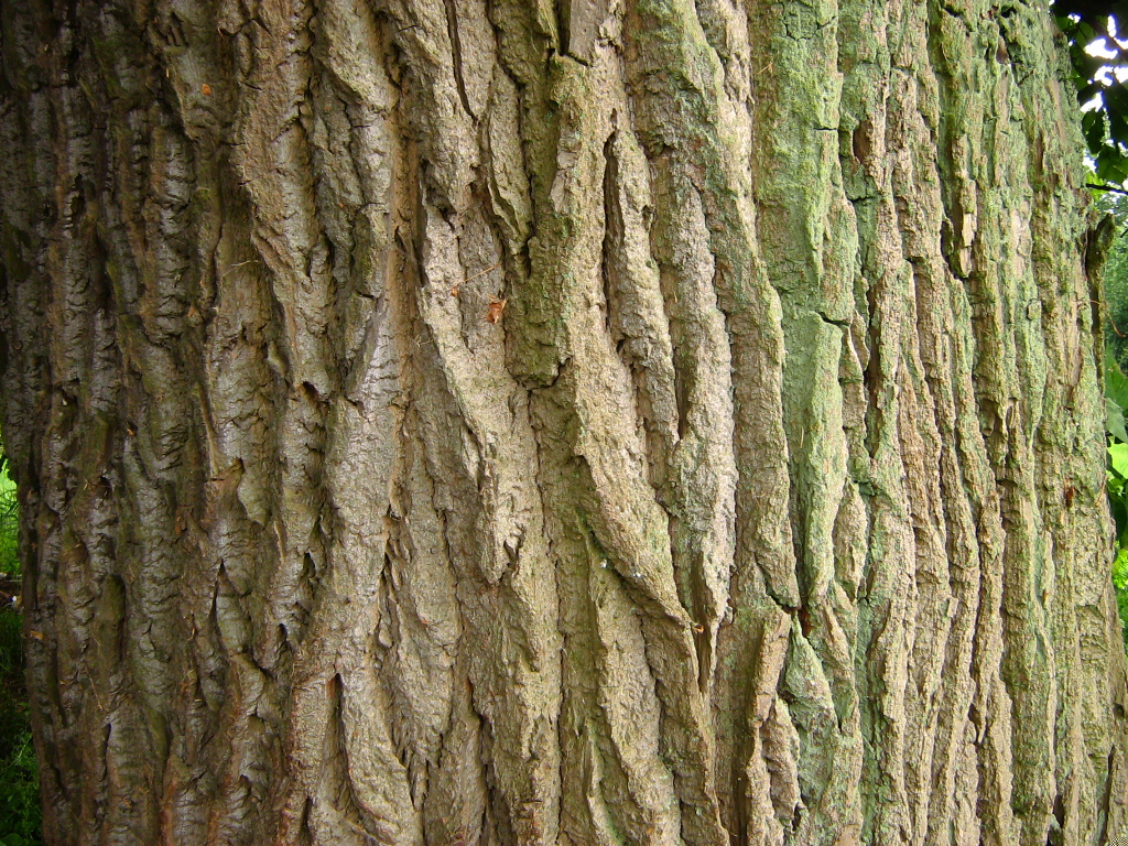 Schwarzpappel • Populus nigra Ansicht 2