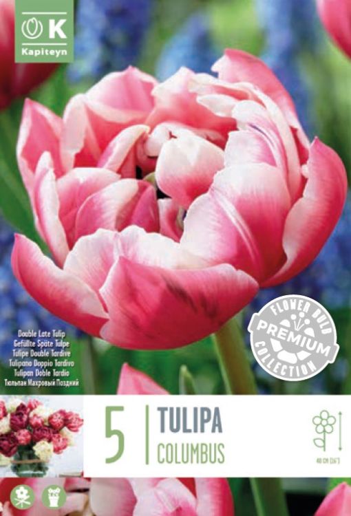 Blumenzwiebel -  Tulipa 'Columbus' 8er Packung 