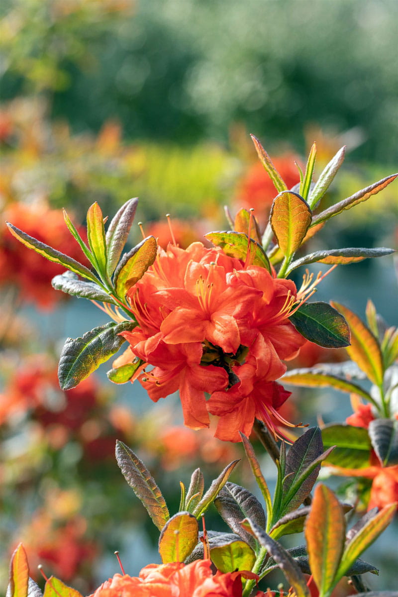 Sommergrüne Azalee 'Fireball' • Rhododendron luteum 'Fireball'