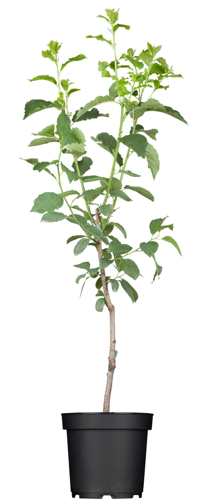 Pfirsich 'Saturne' • Prunus persica 'Saturne' Ansicht 2