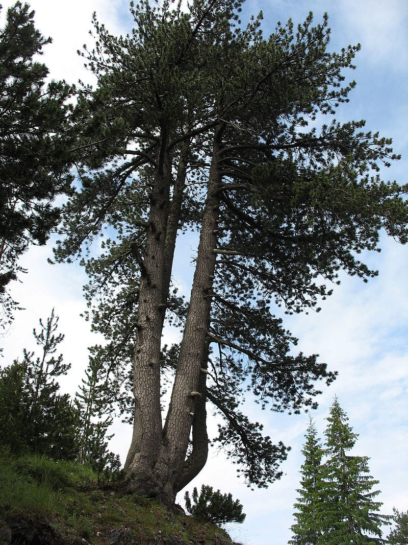 Schlangenhautkiefer • Pinus heldreichii var. leucodermis