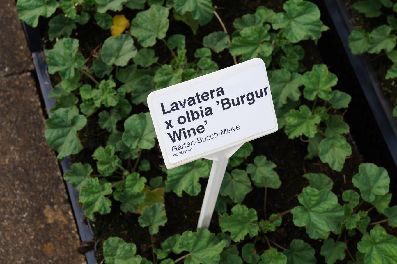Busch-Malve 'Burgundy Wine' • Lavatera x olbia 'Burgundy Wine' Ansicht 1