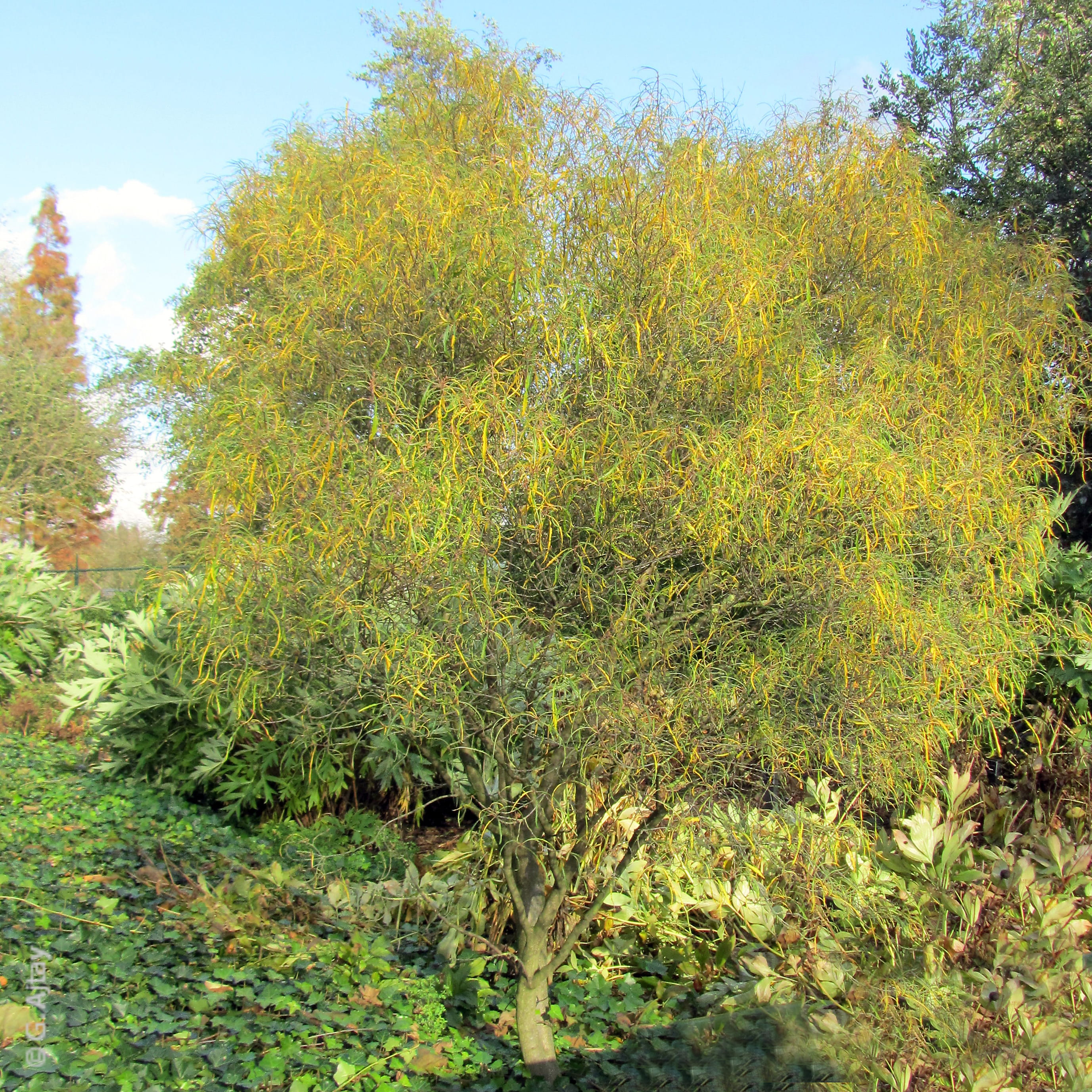 Farnblättriger Faulbaum 'Asplenifolia' • Rhamnus frangula 'Asplenifolia' Ansicht 1