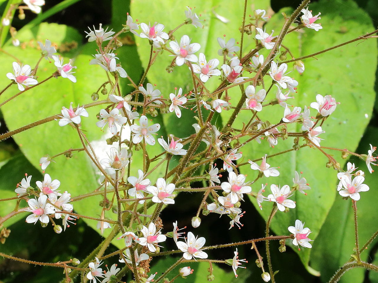 Bastard-Porzellanblümchen, rosa • Saxifraga x urbium, rosa