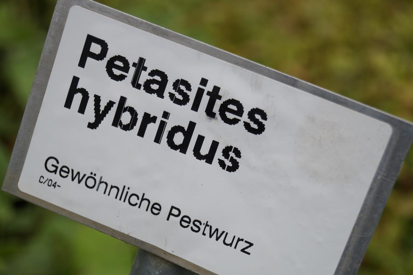 Gewöhnliche Pestwurz • Petasites hybridus Ansicht 2