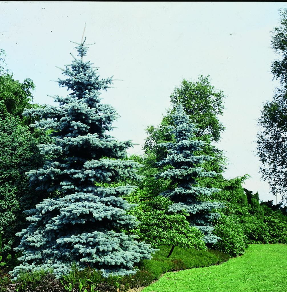 Blaue Stechfichte 'Koster' • Picea pungens 'Koster' Ansicht 2