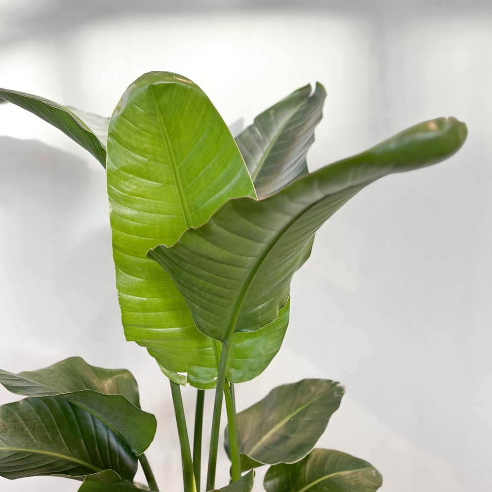 Baum-Strelitzie • Strelitzia nicolai Topfdurchmesser 24 cm, 120 cm hoch Topfware Ansicht 4