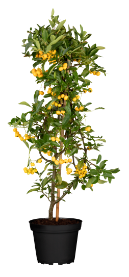 Feuerdorn 'Soleil d´Or' • Pyracantha coccinea 'Soleil d´Or' Ansicht 6