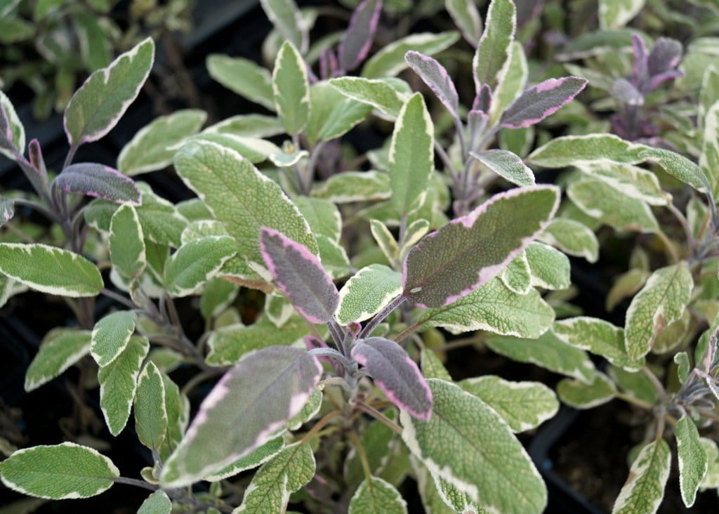Garten-Salbei Tricolor • Salvia officinalis Tricolor Ansicht 7