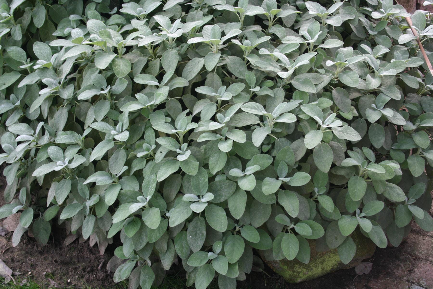 Salbei 'Berggarten' • Salvia officinalis 'Berggarten'