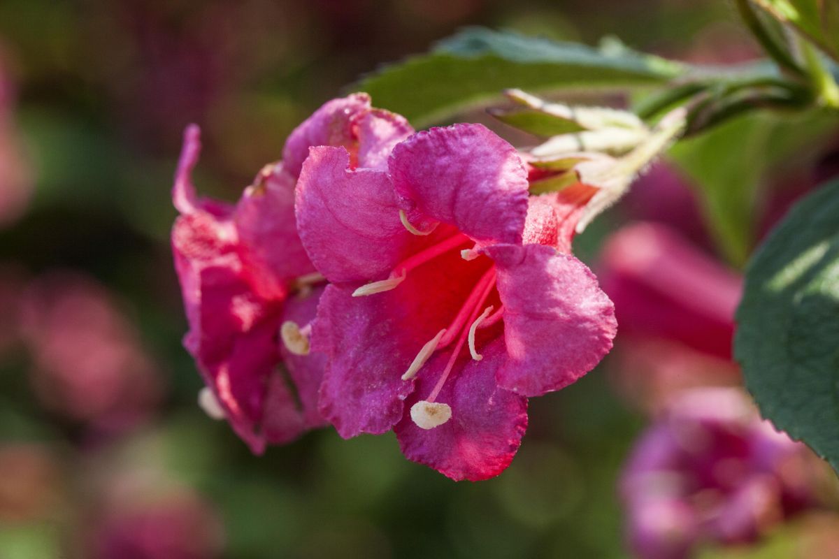 Weigelie 'Red Prince' • Weigela florida 'Red Prince' Ansicht 3