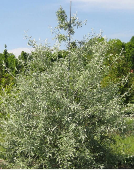 Weidenblättrige Birne • Pyrus salicifolia Ansicht 1