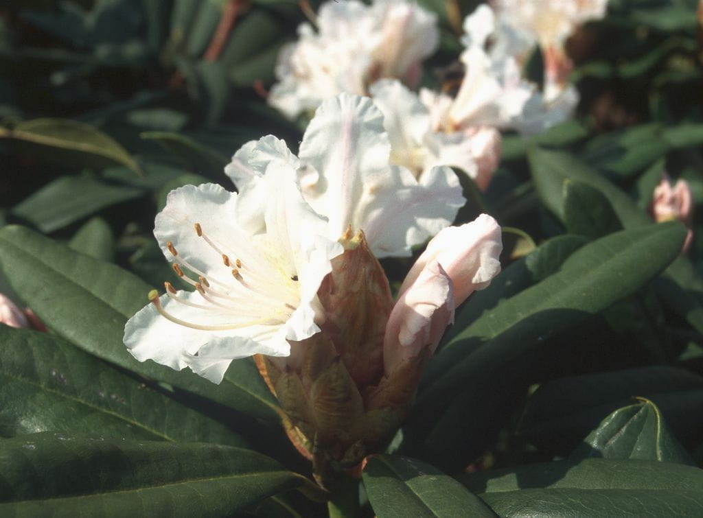 Rhododendron 'Jacksonii' • Rhododendron Hybride 'Jacksonii' Ansicht 1