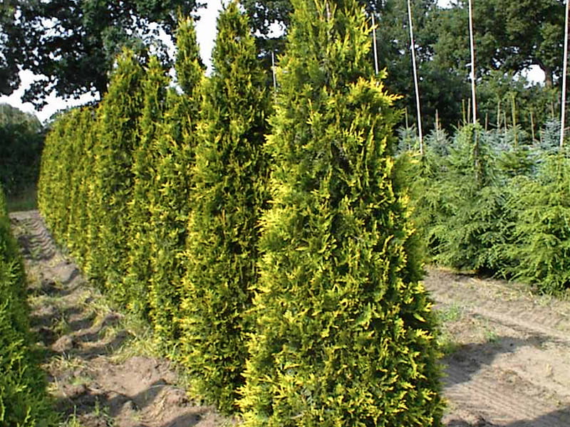 Goldspitzen-Lebensbaum 'Aurescens' • Thuja plicata 'Aurescens'